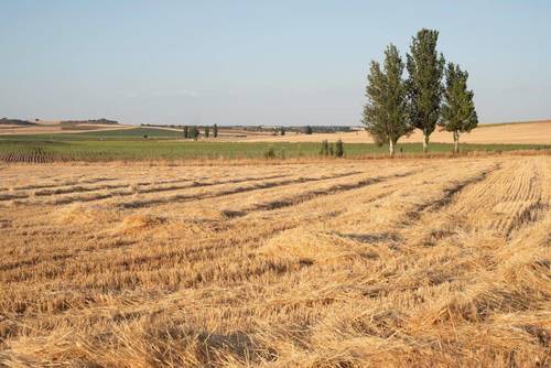 imagen 15 de Finca de regadío 34,5Has con zona de recreo