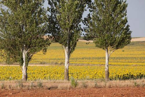 imagen 16 de Finca de regadío 34,5Has con zona de recreo
