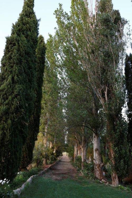 imagen 10 de Finca de regadío 34,5Has con zona de recreo