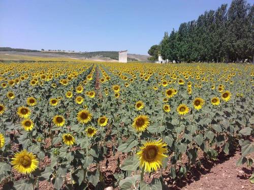 imagen 7 de Finca de regadío 34,5Has con zona de recreo