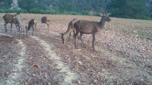 imagen 4 de Finca en las Hoces del Cabriel
