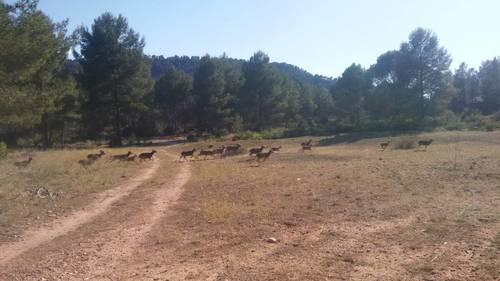 imagen 6 de Finca en las Hoces del Cabriel