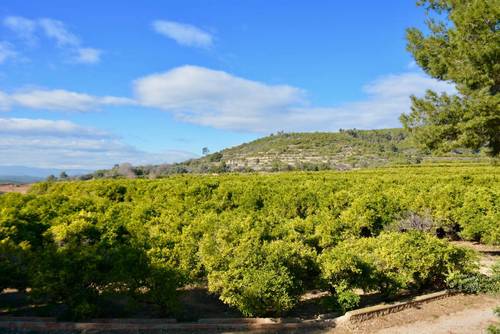 imagen 1 de Preciosa finca al Sur de Castellón