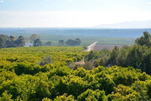 imagen 4 de Preciosa finca al Sur de Castellón
