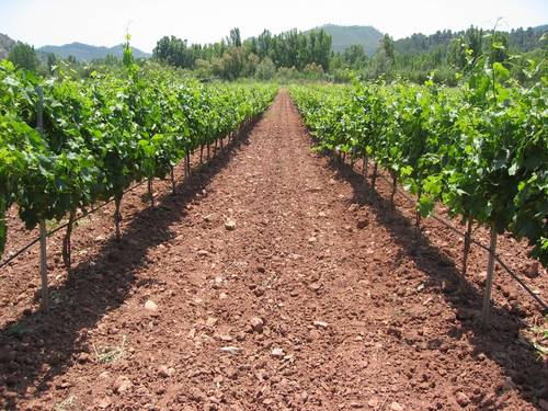 imagen 4 de Exclusiva Finca y Bodega en Requena