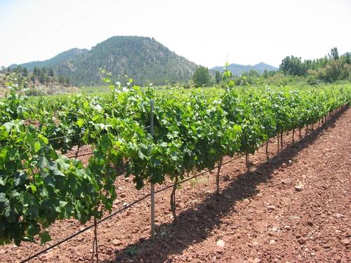 imagen 25 de Exclusiva Finca y Bodega en Requena