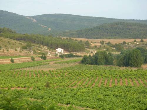 imagen 5 de Exclusiva Finca y Bodega en Requena