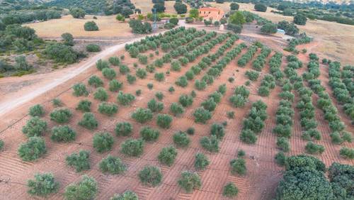 imagen 12 de Venta de finca de caza y agricultura Ciudad Real