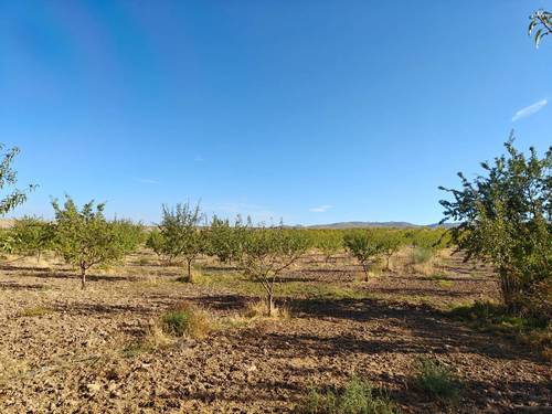 imagen 6 de FINCA ALMENDROS Y PISTACHOS REGADÍO
