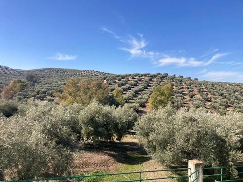 imagen 1 de SE VENDE CORTIJO EN RUTE (Córdoba)