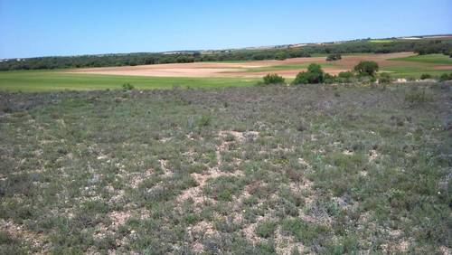 imagen 1 de Vendo terreno de 2 has en Santa María de los Llanos (Cuenca)