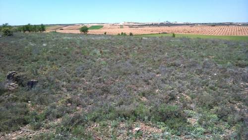 imagen 2 de Vendo terreno de 2 has en Santa María de los Llanos (Cuenca)