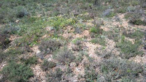 imagen 3 de Vendo terreno de 2 has en Santa María de los Llanos (Cuenca)