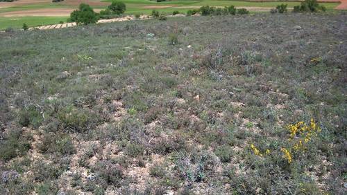 imagen 4 de Vendo terreno de 2 has en Santa María de los Llanos (Cuenca)