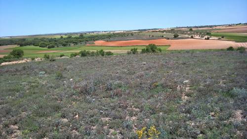imagen 5 de Vendo terreno de 2 has en Santa María de los Llanos (Cuenca)
