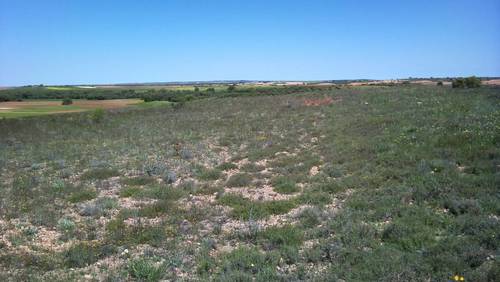 imagen 6 de Vendo terreno de 2 has en Santa María de los Llanos (Cuenca)