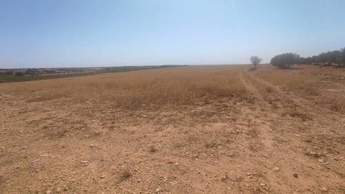 imagen 5 de Terreno con olivas.