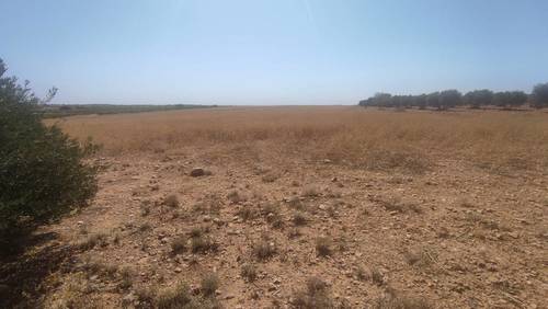 imagen 6 de Terreno con olivas.