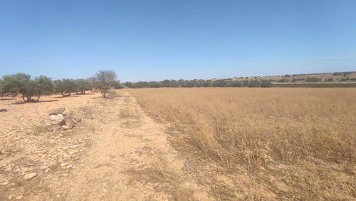 imagen 7 de Terreno con olivas.