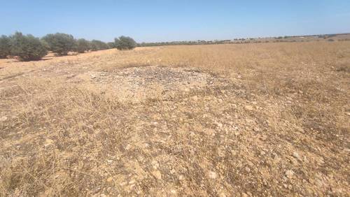 imagen 8 de Terreno con olivas.