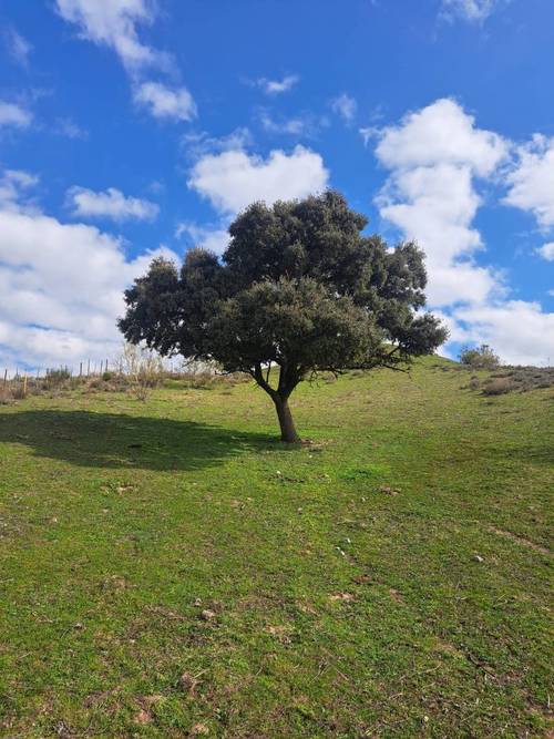 imagen 1 de FINCA RÚSTICA MADRID DE RECREO Y PARA NEGOCIO