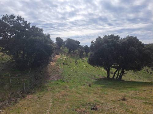 imagen 5 de FINCA RÚSTICA MADRID DE RECREO Y PARA NEGOCIO