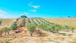 imagen 1 de Vendo Finca Agrícola en Utrera