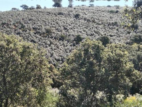 imagen 15 de Explotación ganadera y cinegética en Córdoba
