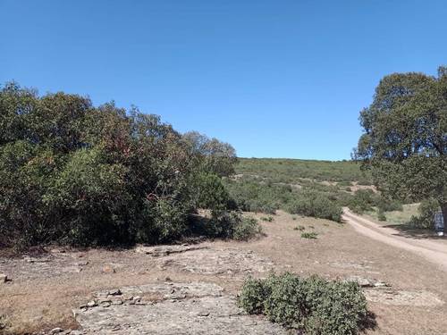 imagen 23 de Finca Chuscarra Coto de caza