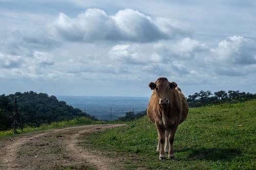 imagen 2 de Finca de 50 hectáreas con 20.000 alcornoques en Rosal de la Frontera (Huelva)