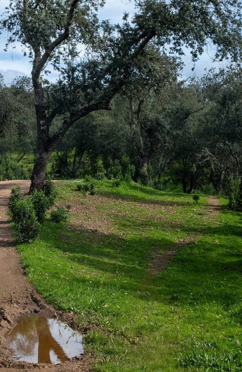 imagen 12 de Finca de 50 hectáreas con 20.000 alcornoques en Rosal de la Frontera (Huelva)
