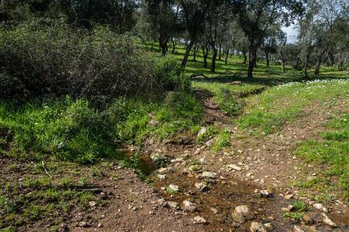 imagen 7 de Finca de 50 hectáreas con 20.000 alcornoques en Rosal de la Frontera (Huelva)