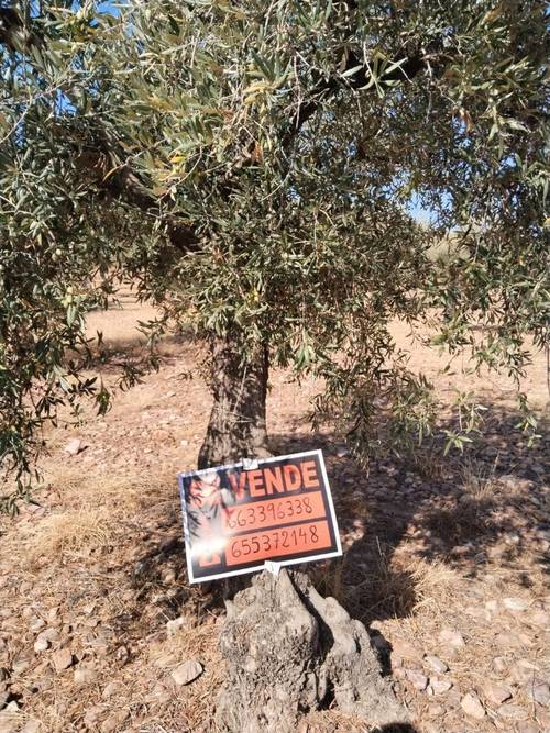imagen 1 de Olivar La Colada , Navalvillar de Pela, Badajoz