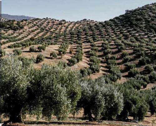 imagen 5 de Olivar La Colada , Navalvillar de Pela, Badajoz