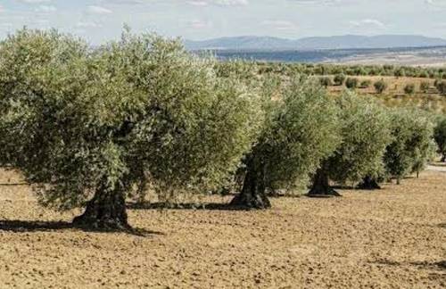 imagen 2 de Olivar Cerca Enrique en Navalvillar de Pela Badajoz