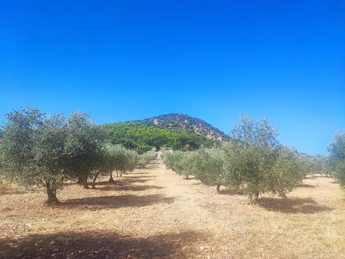 imagen 1 de Olivar Cerca Enrique en Navalvillar de Pela Badajoz