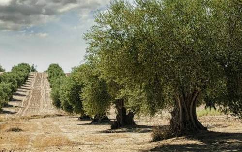 imagen 4 de Olivar Cerca Enrique en Navalvillar de Pela Badajoz