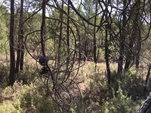 imagen 1 de PARCELA RÚSTICA CON PINAR Y BOSQUE BAJO