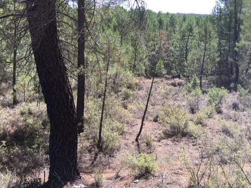 imagen 3 de PARCELA RÚSTICA CON PINAR Y BOSQUE BAJO