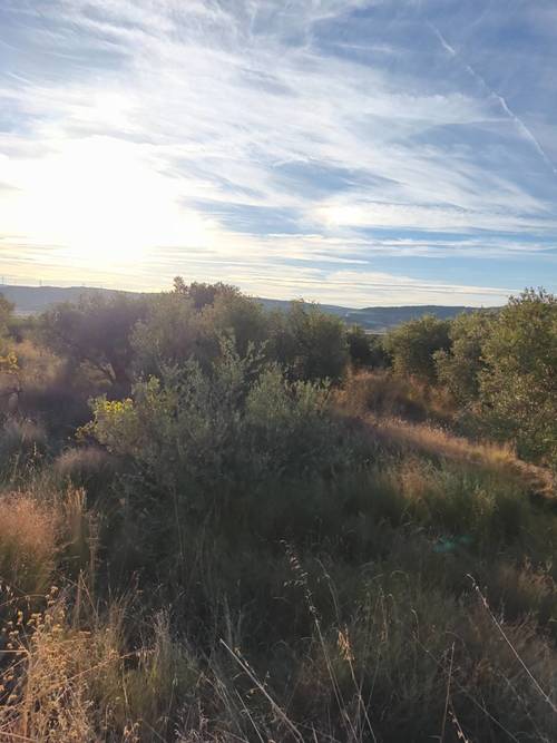 imagen 2 de Venta de Olivar Rústico en Grisel (Zaragoza)