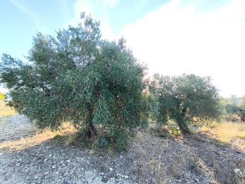 imagen 1 de Venta de Olivar Rústico en Grisel (Zaragoza)