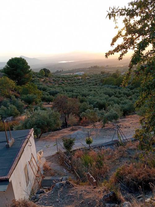 imagen 4 de Casa de 80m2 y 2,5 ha de olivar y frutales en producción ecológica