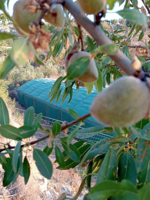 imagen 6 de Casa de 80m2 y 2,5 ha de olivar y frutales en producción ecológica