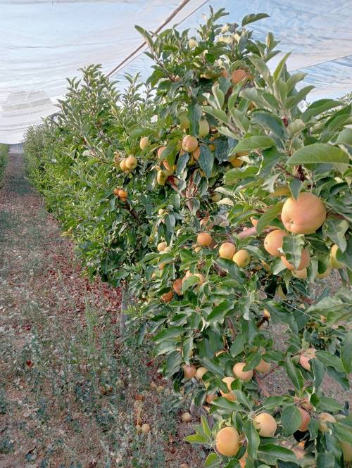 imagen 8 de Casa de 80m2 y 2,5 ha de olivar y frutales en producción ecológica
