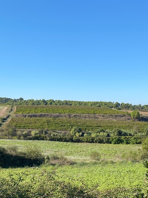 imagen 1 de Viñedo de 25ha Ecológico a 480m de altitud