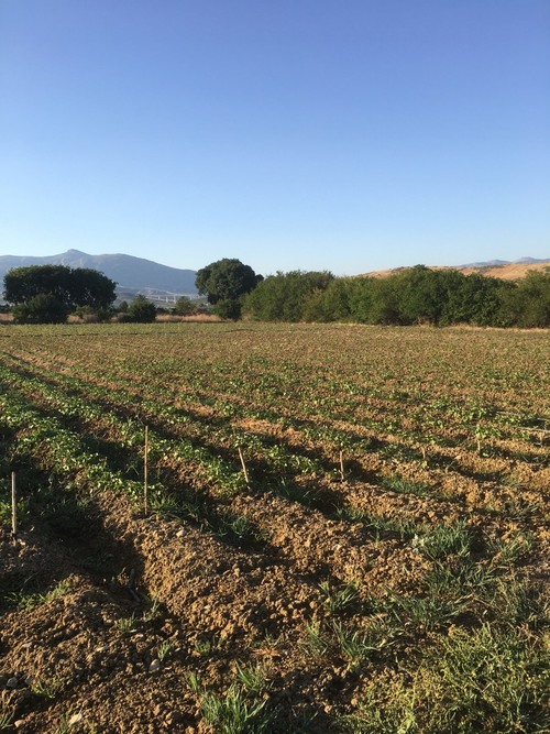 imagen 5 de Terreno buen situado en el valle Guadalhorce