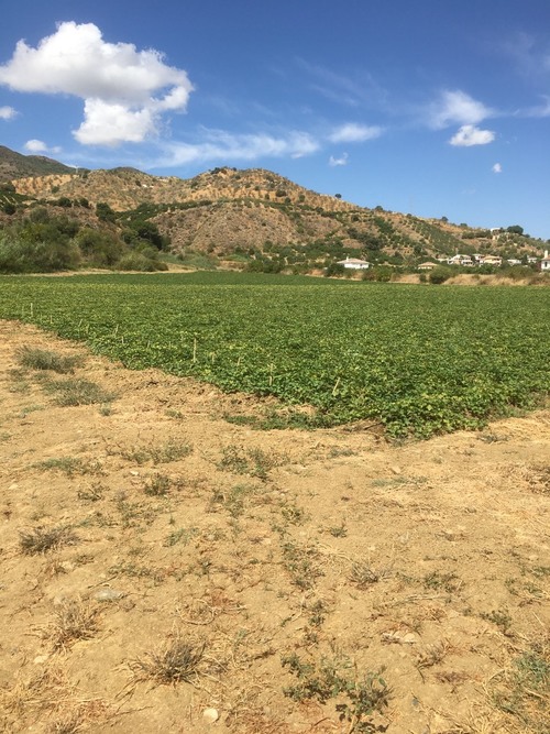 imagen 4 de Terreno buen situado en el valle Guadalhorce