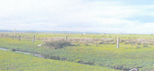 imagen 1 de tejera
