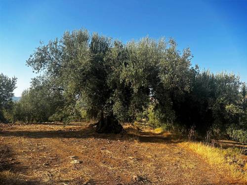 imagen 3 de Oportunidad! 4,4 ha de Olivar Centenario en Periana: 400 árboles en alta producción