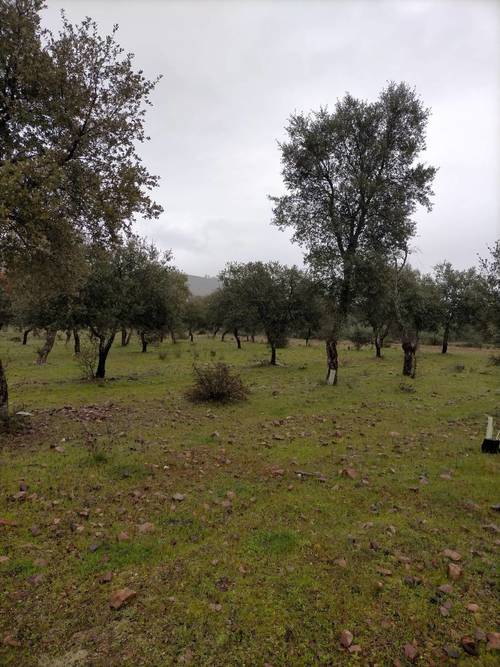 imagen 15 de FINCA RUSTICA 142HA